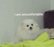 dog-am-uncomfortable.png