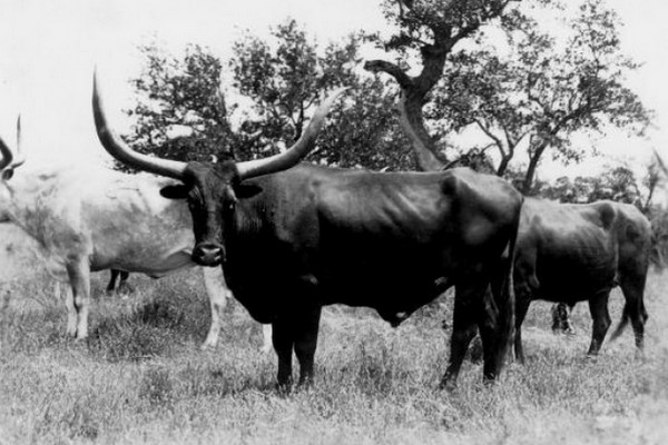 cowboyok02texashistory.unt_.edu_.jpg